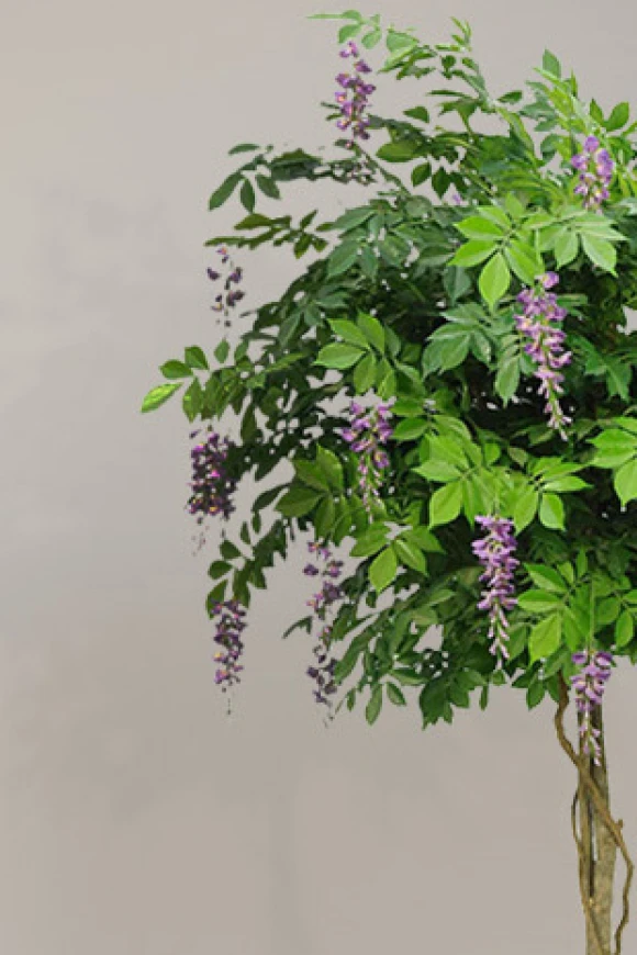 Artificial Wisteria Tree in Pot - 210cm