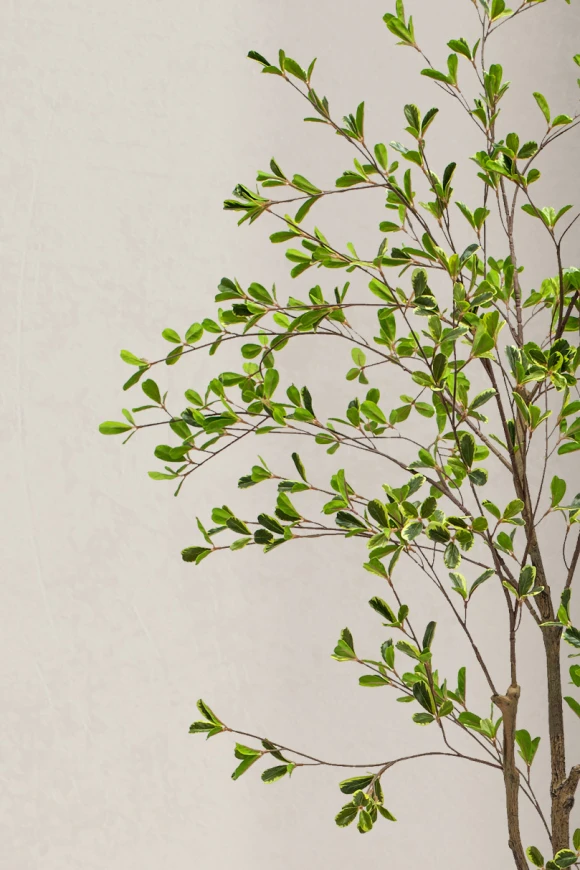 Artificial Bucida Tree in Easington Pot - 150cm