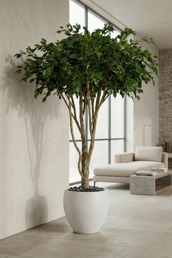 Image of Artificial Ficus Tree in White Easington Pot - 270cm