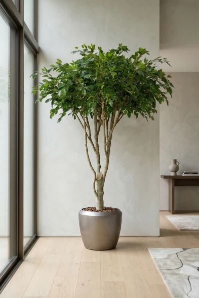 Image of Artificial Ficus Tree in Earle slate Dumpy Pot - 270cm