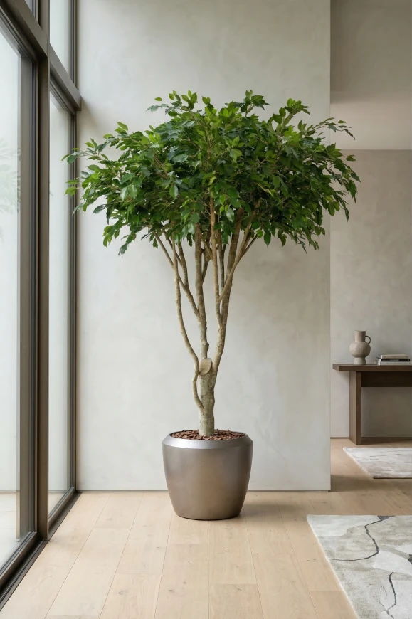Image of Artificial Ficus Tree in Earle slate Dumpy Pot - 270cm