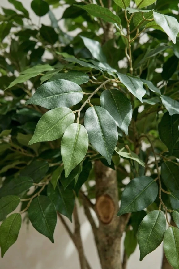 Image of Artificial Ficus Tree in Earle slate Dumpy Pot - 270cm
