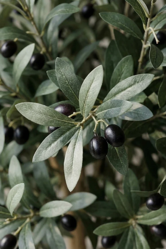 Image of Large Artificial Olive Tree In Black  Easington Pot - 240cm