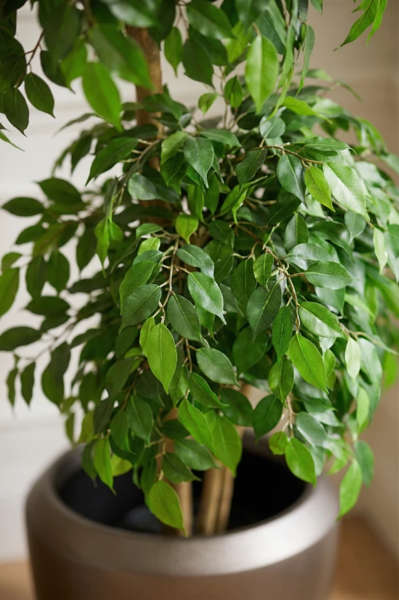 Image of Artificial Ficus Double Ball in Slate Dumpy  - 185cm