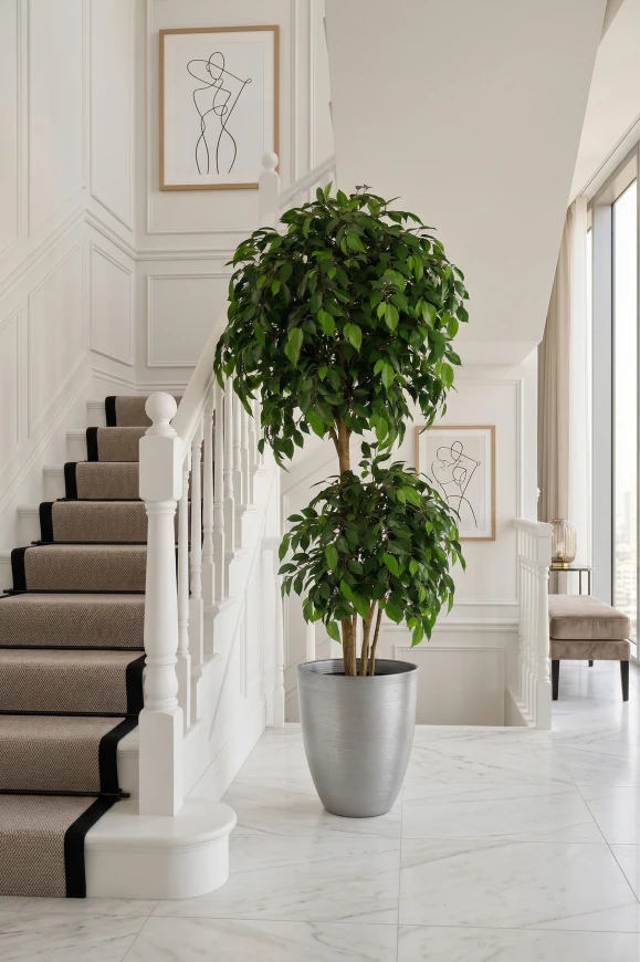 Image of Artificial Ficus Double Ball in Silver Buxley - 185cm
