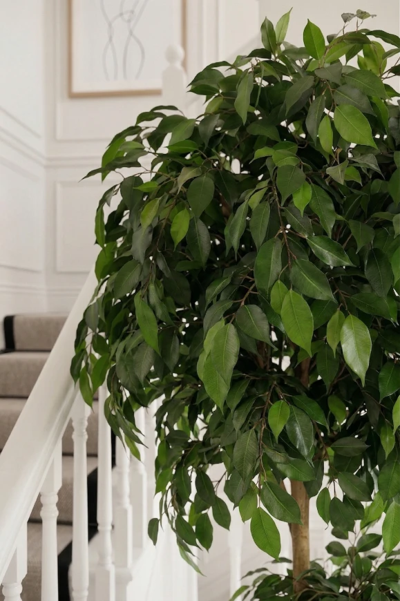 Image of Artificial Ficus Double Ball in Silver Buxley - 185cm