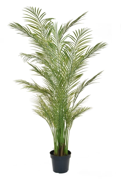 صورة لنخلة الأريكا بطول 210 سم، طراز FR UV-S2