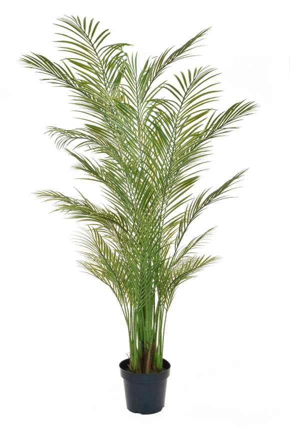 صورة لنخلة الأريكا بطول 210 سم، طراز FR UV-S2