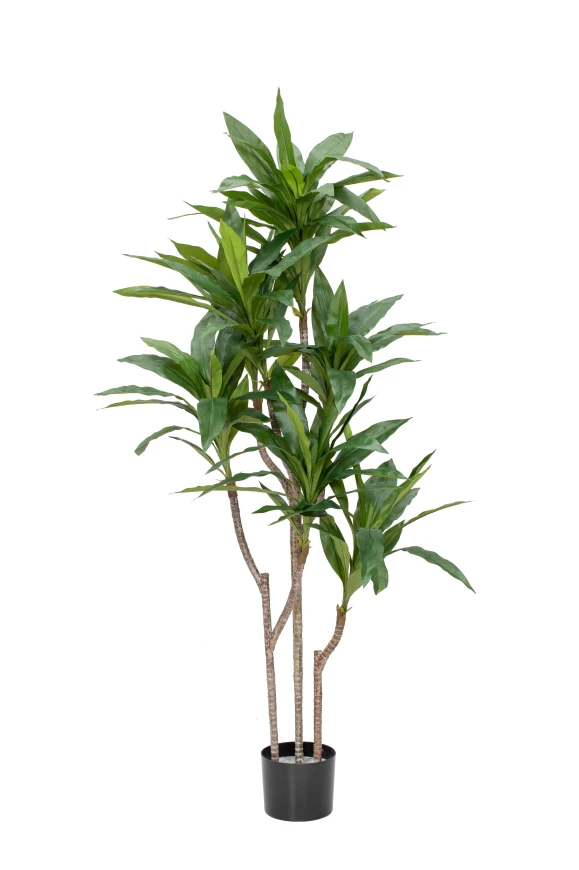 Image of Artificial Cordyline - 150cm