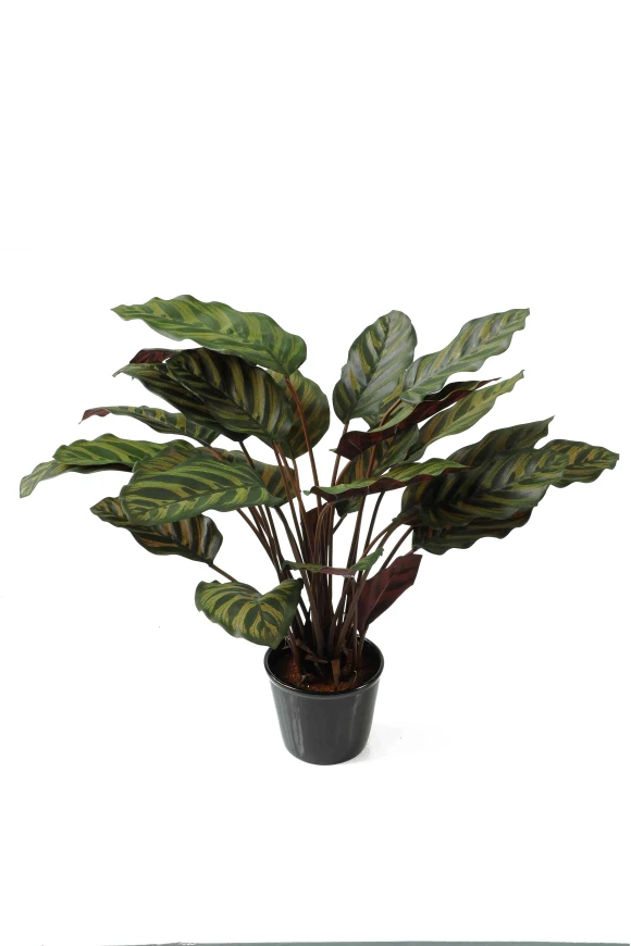 Image of Artificial Calathea Roseopicta - 70cm