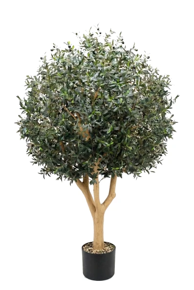 Image of NTT Olive In Pot 240cm