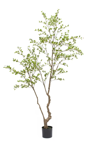 Artificial Bucida Tree - 210cm