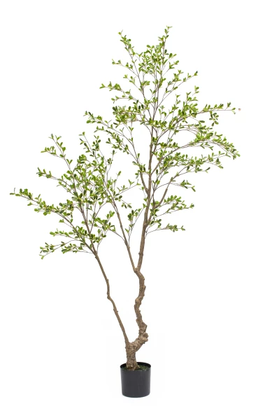 Artificial Bucida Tree - 210cm