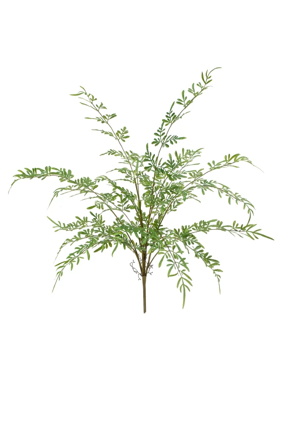 Image of Pteris Fern - 91cm