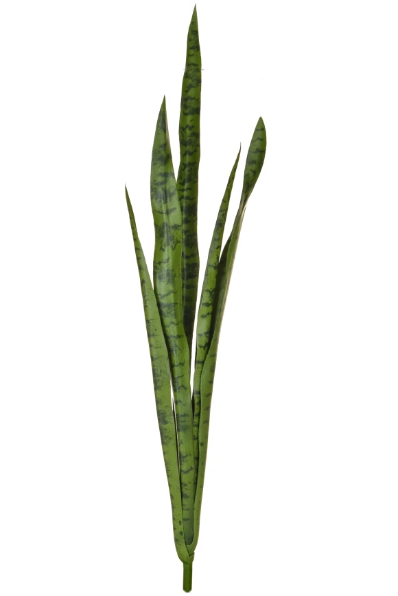 Image of Green Snake Plant - 107cm