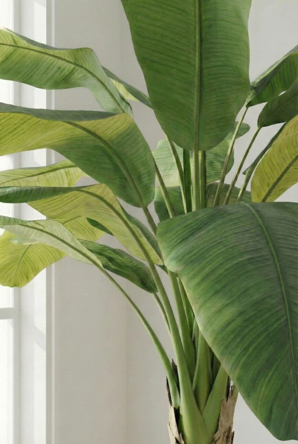 Artificial Banana Tree in White Easington Pot - 350cm