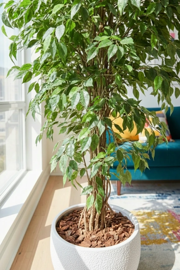Artificial Ficus Liana in White Easington Pot - 150cm