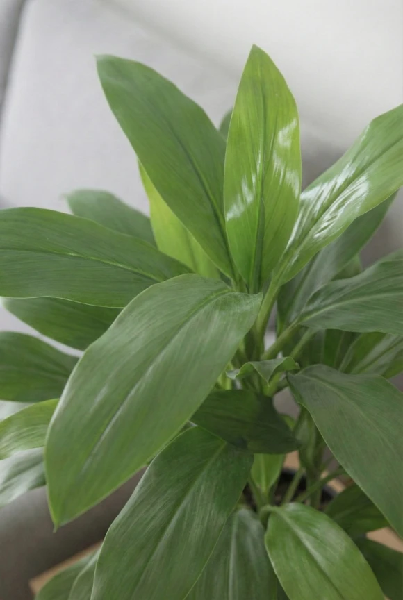 Artificial Cordyline in Black Easington Pot - 75cm