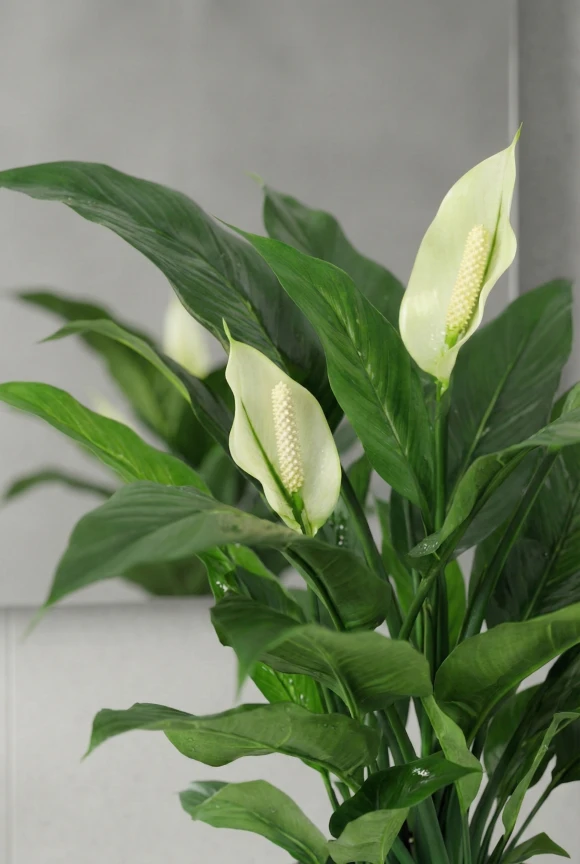 Artificial Peace Lily in White Easington Pot - 70cm