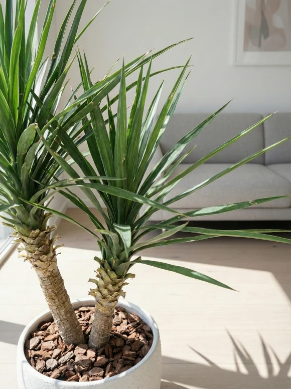 Artificial Yucca in White Easington Pot - 100cm