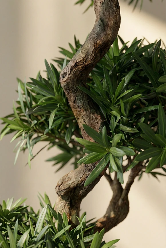 Artificial Podocarpus Cloud in White Easington Pot - 150cm