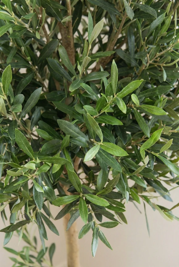 Artificial Olive Ball in White Easington Pot - 150cm