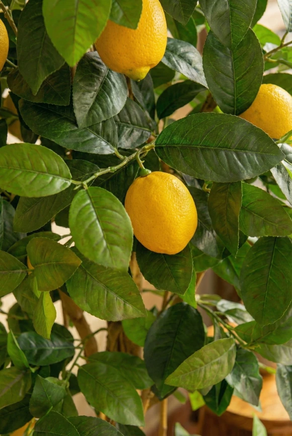 Artificial Lemon Tree in Mocha Earle Dumpy Pot - 150cm