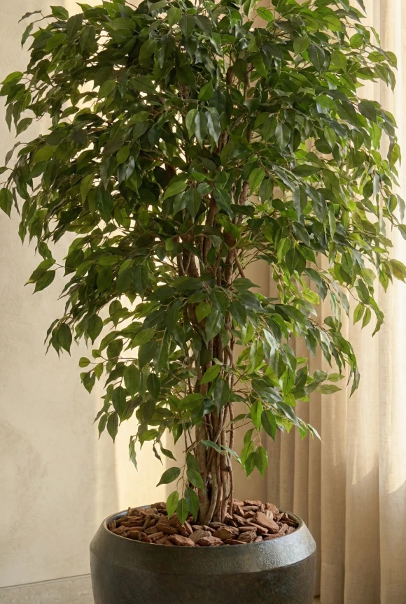 Artificial Ficus Liana in Mocha Earle Dumpy Pot - 150cm