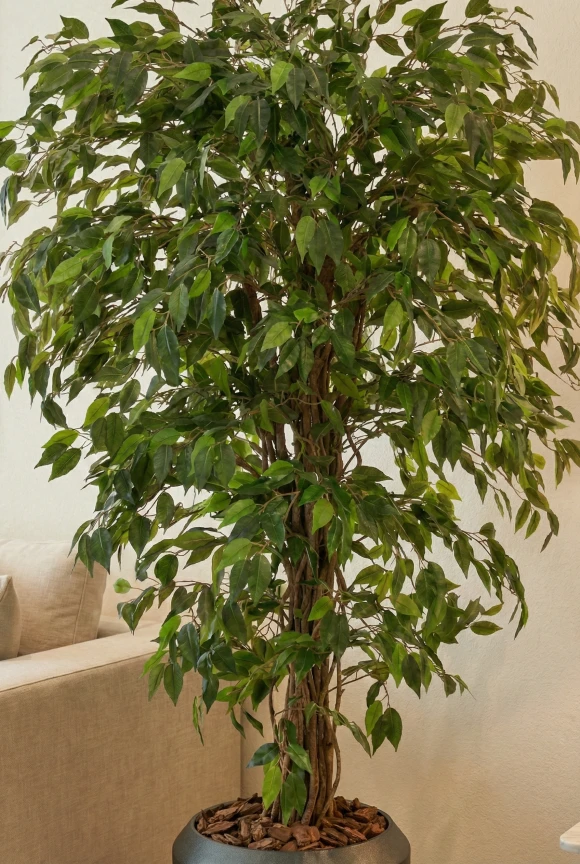 Artificial Ficus Liana in Slate Earle Dumpy Pot - 150cm