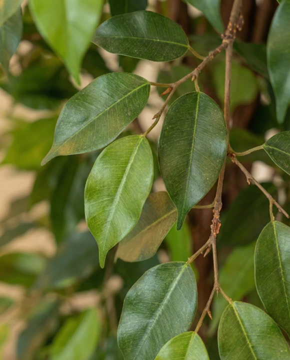Artificial Ficus Liana in Mocha Earle Dumpy Pot - 180cm