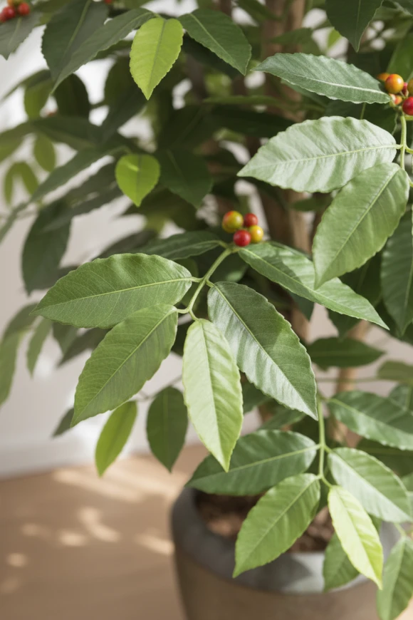 Artificial Coffee Tree in Slate Earle Dumpy Pot - 150cm