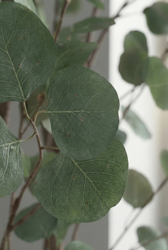 Artificial Eucalyptus Tree in Black Easington Pot - 240cm