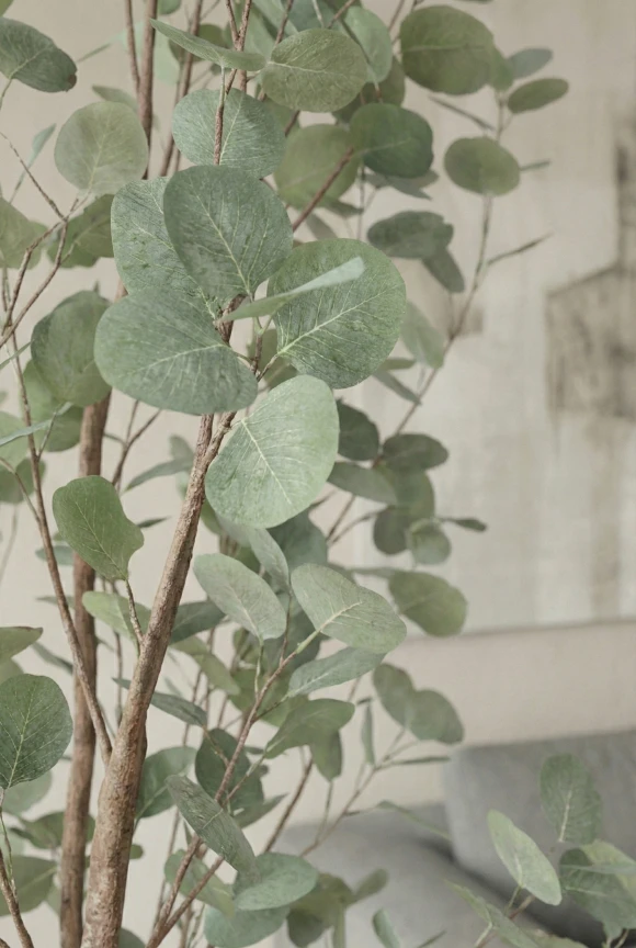 Artificial Eucalyptus Tree in Slate Earle Dumpy Pot - 240cm