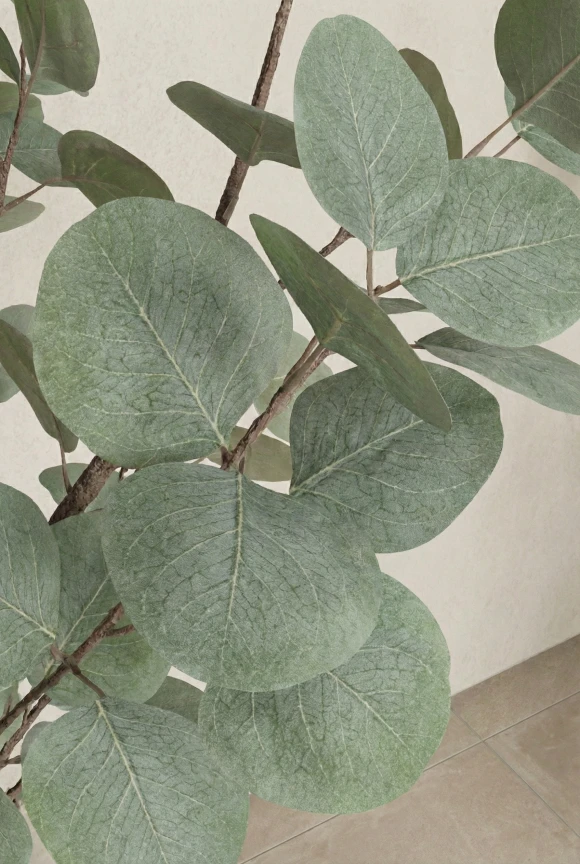 Artificial Eucalyptus Tree in White Easington Pot - 180cm