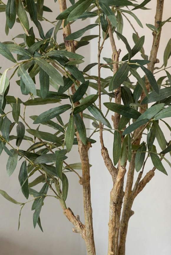 Artificial Olive Tree in White Easington Pot - 210cm