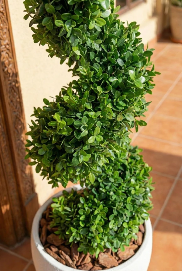 Artificial Buxus Spiral in White Easington Pot - 90cm