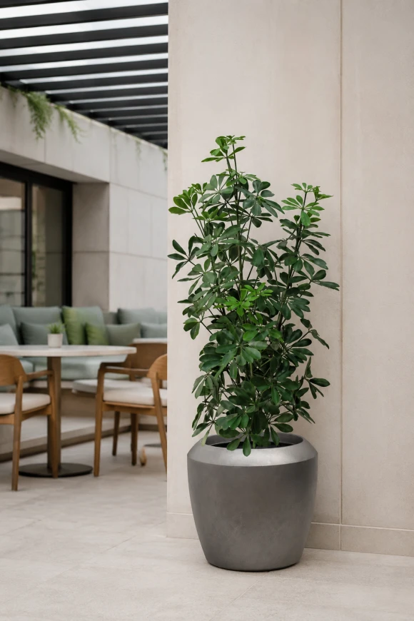 صورة لشجرة بيتوسبوروم اصطناعية للخارج في إناء "إيرل دامبي" - 120 سم
